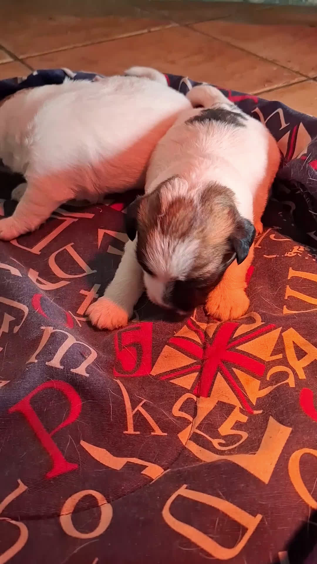 Jack Russell cani in vendita: Cuccioli jack russel  - Video 1