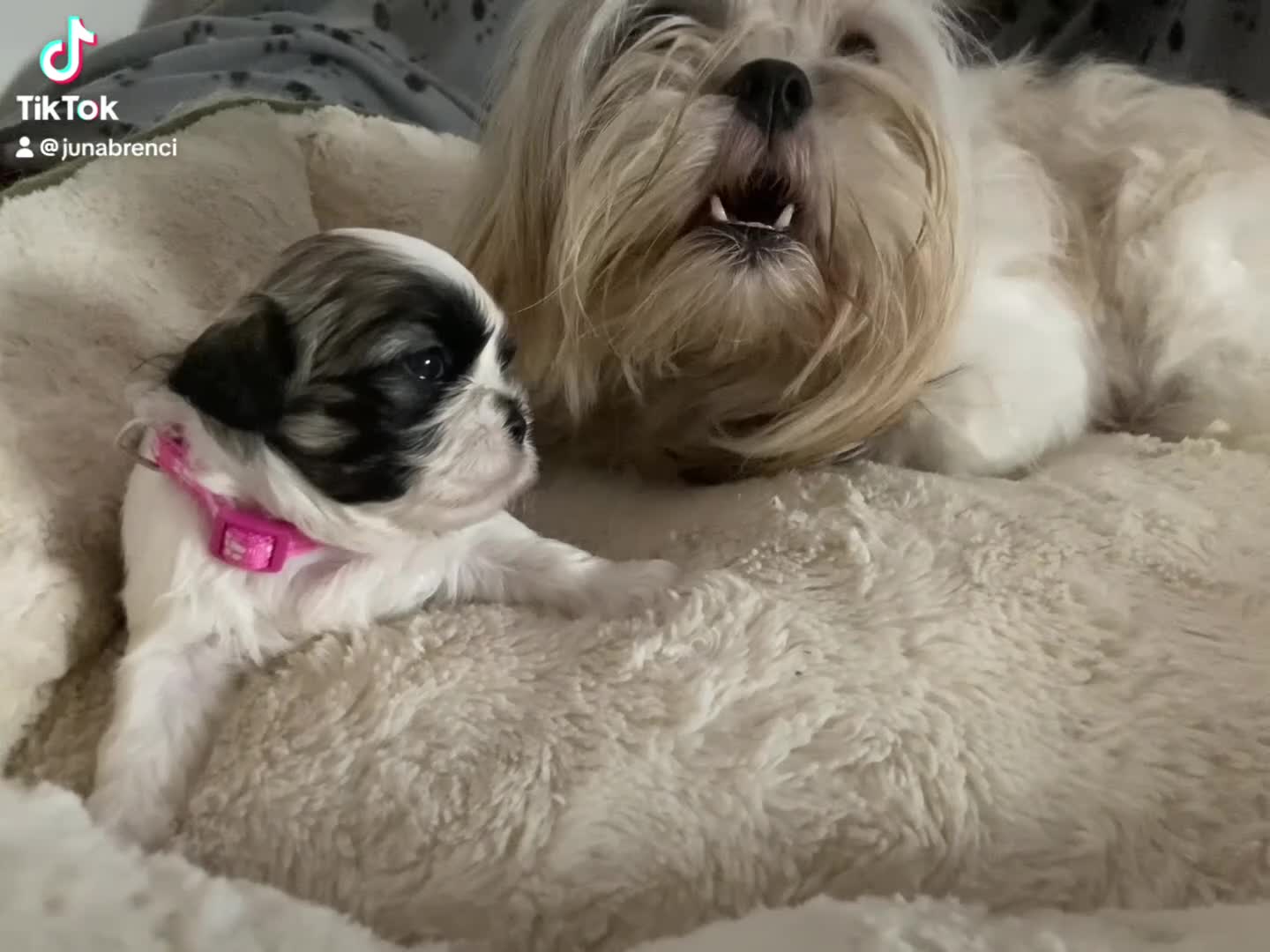 Shih Tzu cani in vendita: Shih tzu  - Video 1