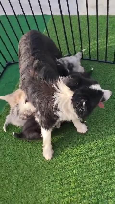 Border Collie cani in vendita: Cuccioli di border collie a Provincia di Barletta-Andria-Trani - Video 1