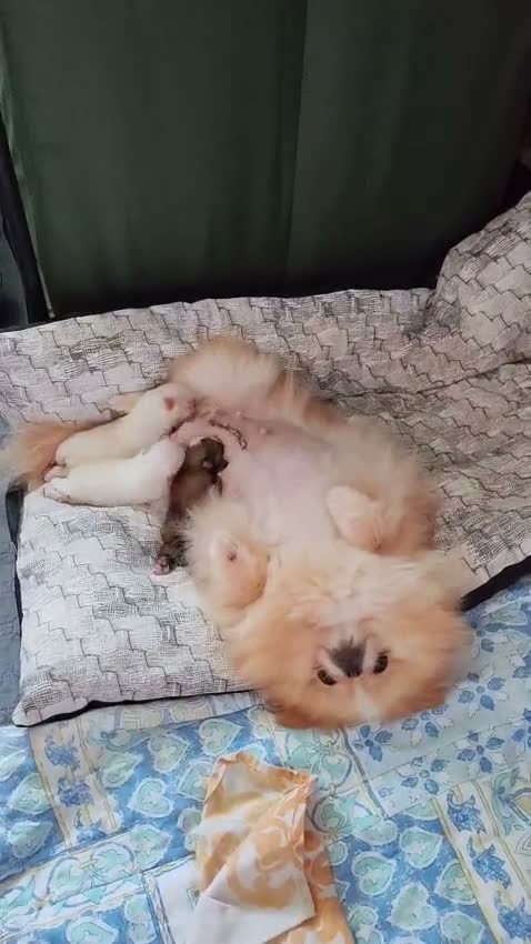 Volpino Pomerania cani in vendita: Volpini spitz pomerania toy - Video 1