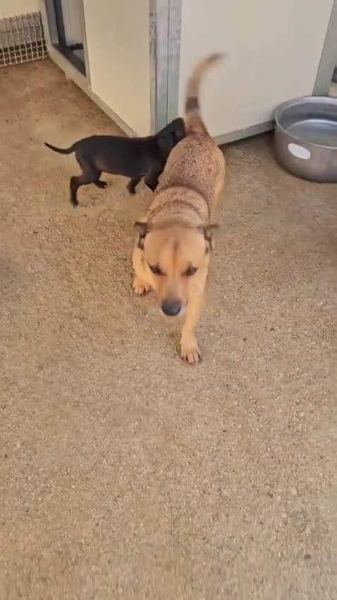 Meticcio cani in regalo: Gelso: 2 mesi taglia piccola  - Video 3