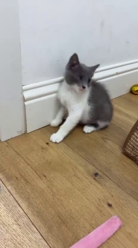 Europeo gatti in regalo: CHARLIE  GATTINO BIANCO E CERTOSINO    - Video 1