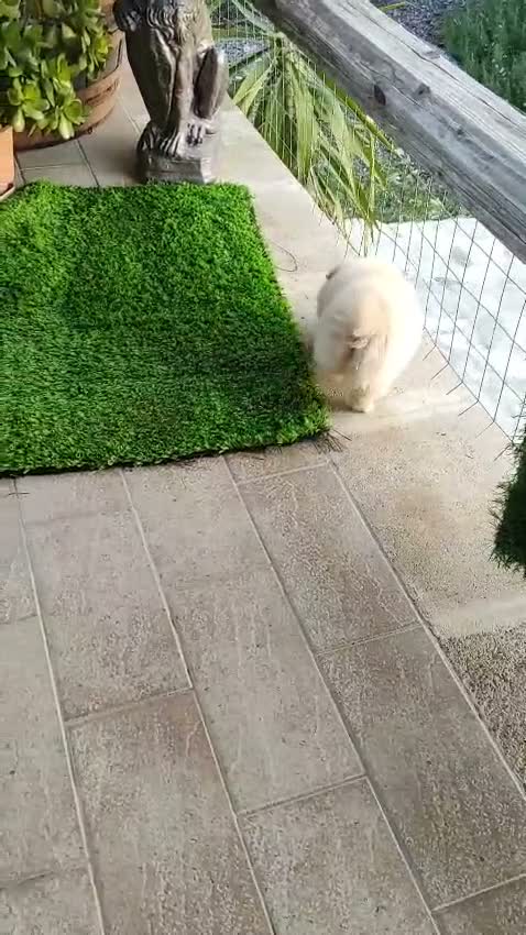 Volpino Pomerania cani in vendita: Pomeriana  - Video 1
