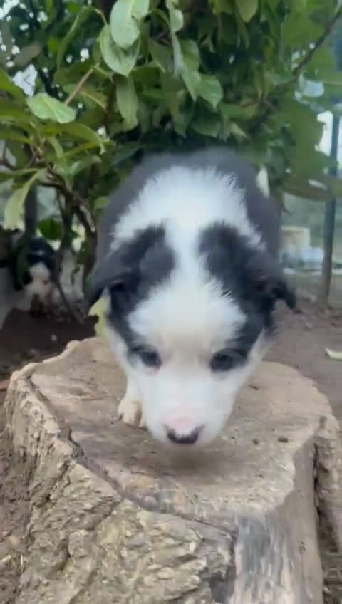Border Collie cani in vendita:  Cucciolo di Border Collie  - Video 2