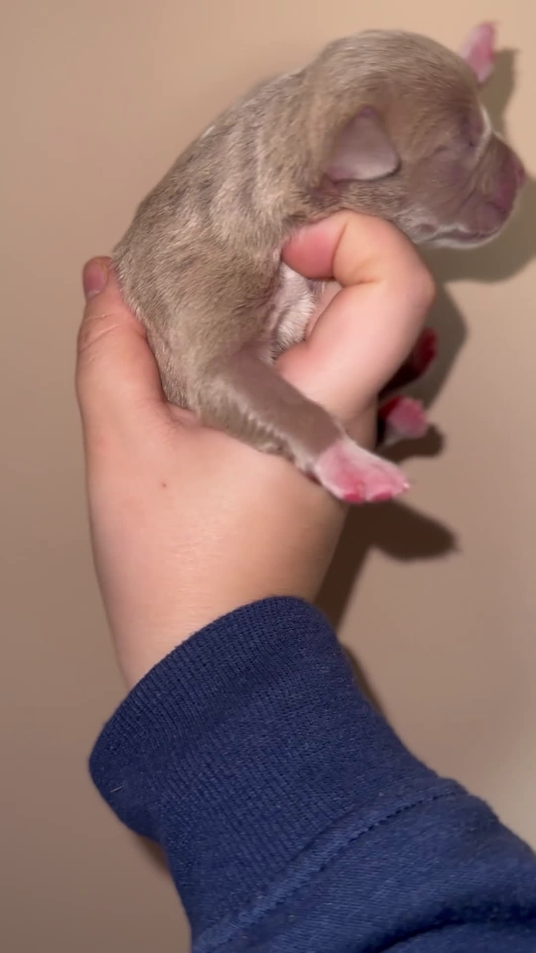 Pitbull cani in vendita: Cuccioli di American Pitbull terrier  a Città Metropolitana di Torino - Video 2