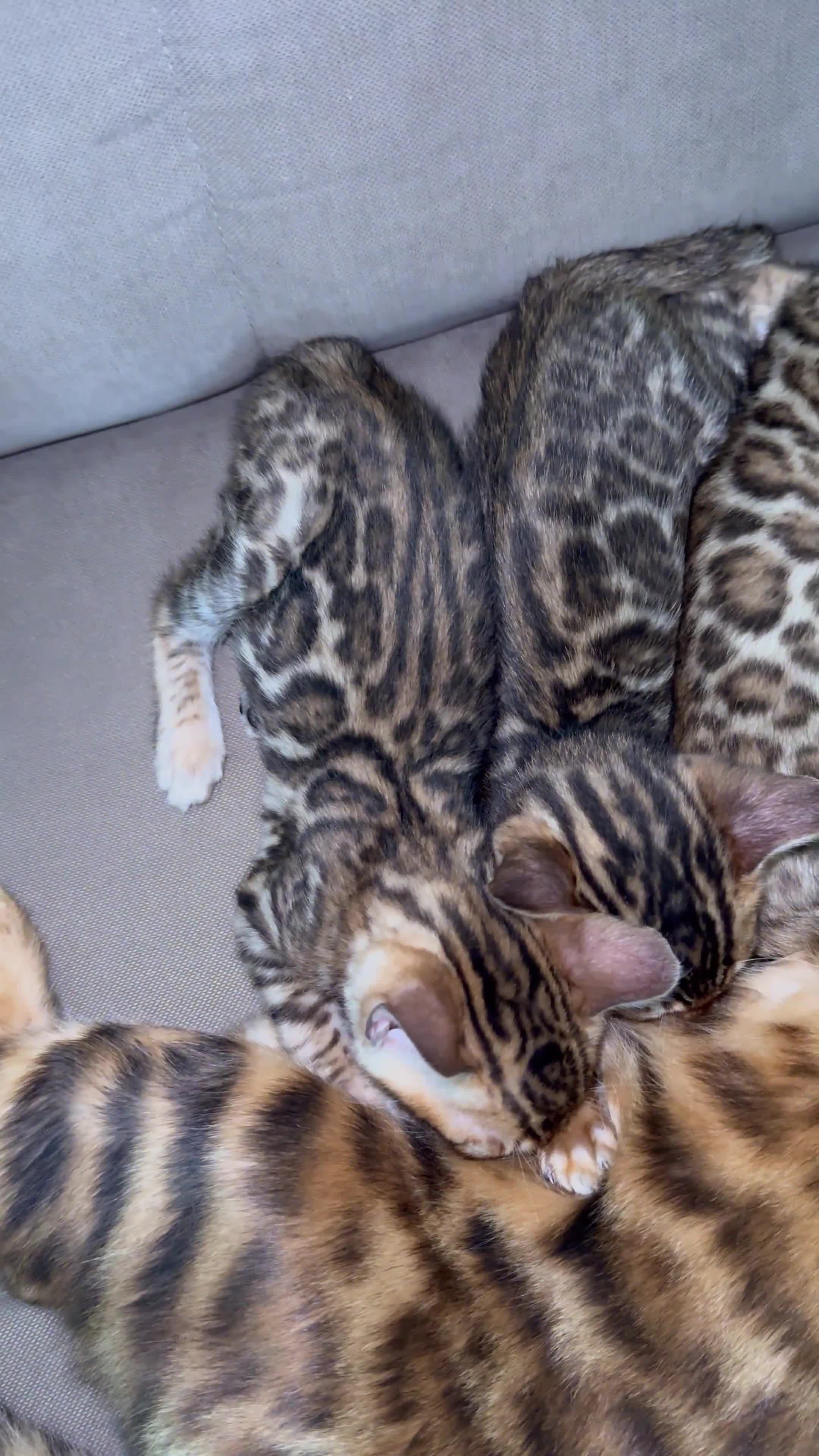 Bengala gatti in vendita: Bengala TICA Bellissimi ed Adorabili  a Città Metropolitana di Napoli - Video 1