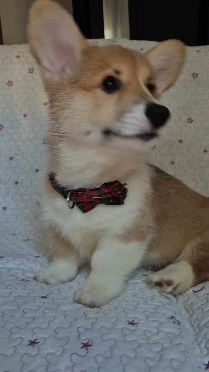 Corgi Pembroke cani in vendita: Cuccioli di Pembroke Welsh Corgi a Città Metropolitana di Firenze - Video 4