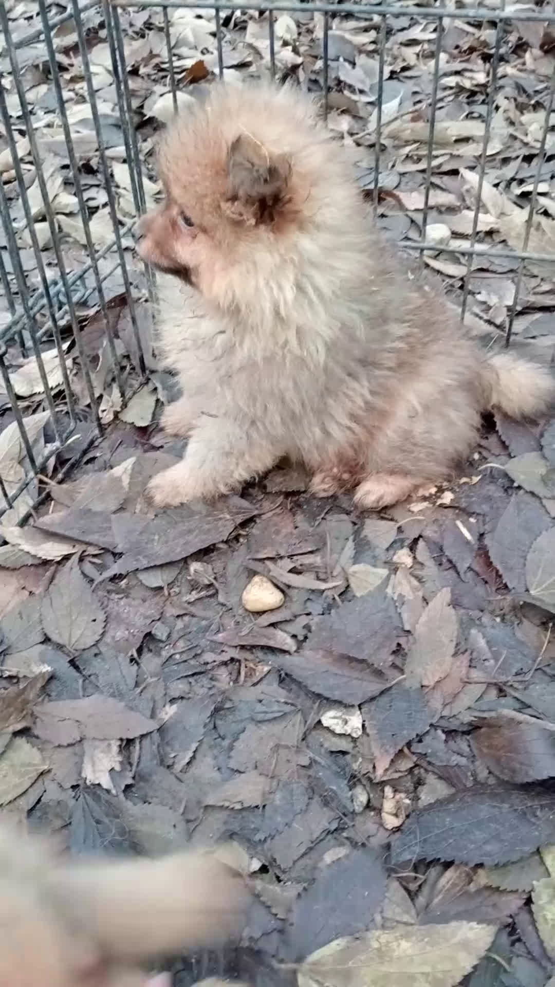 Spitz cani in vendita: Cuccioli Spitz Piccolo  - Video 3