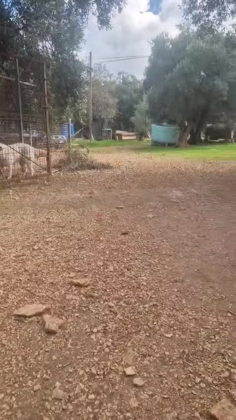 Meticcio cani in regalo: Bijoux e Tobia fratelli bravi e inseparabili - Video 3
