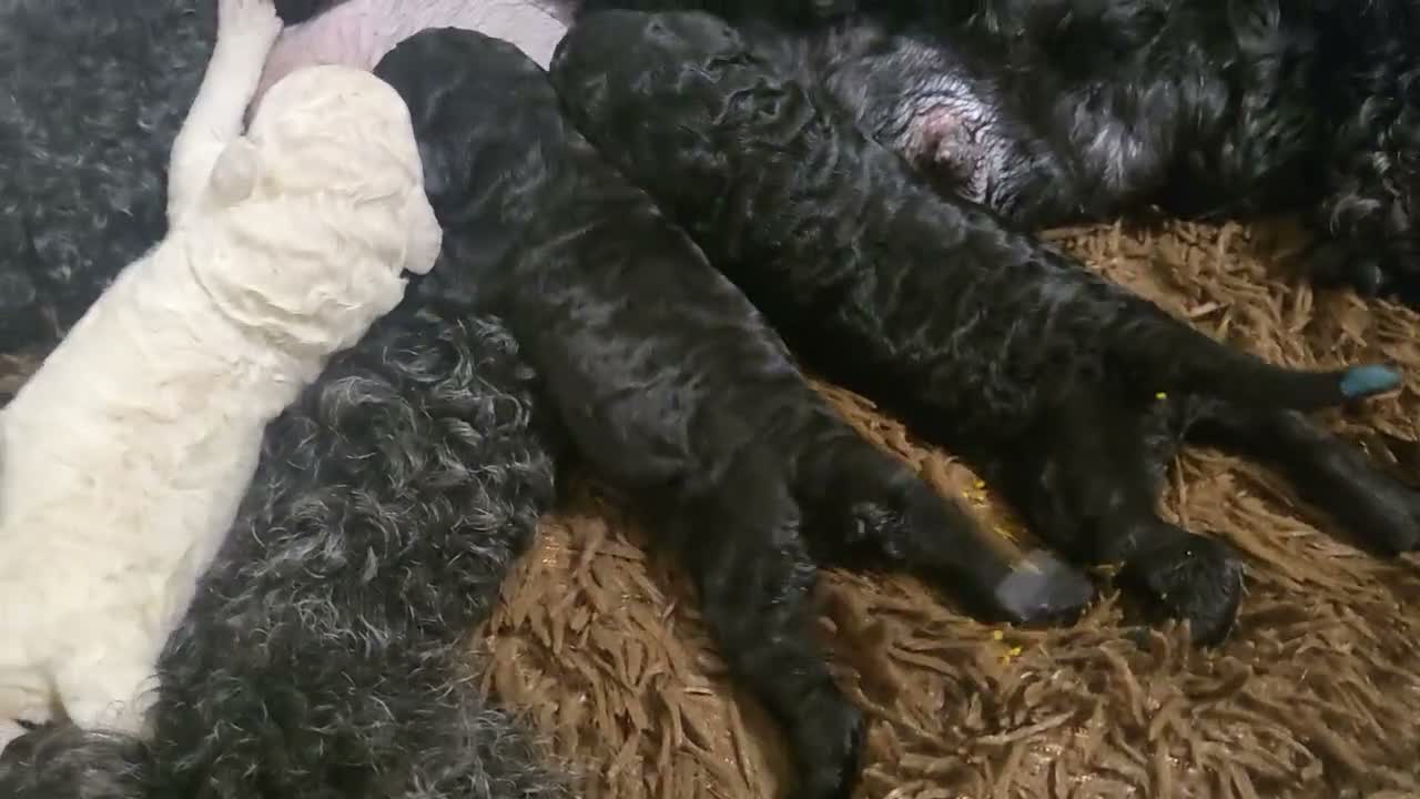Barbone cani in vendita: Barbone grande mole  - Video 2