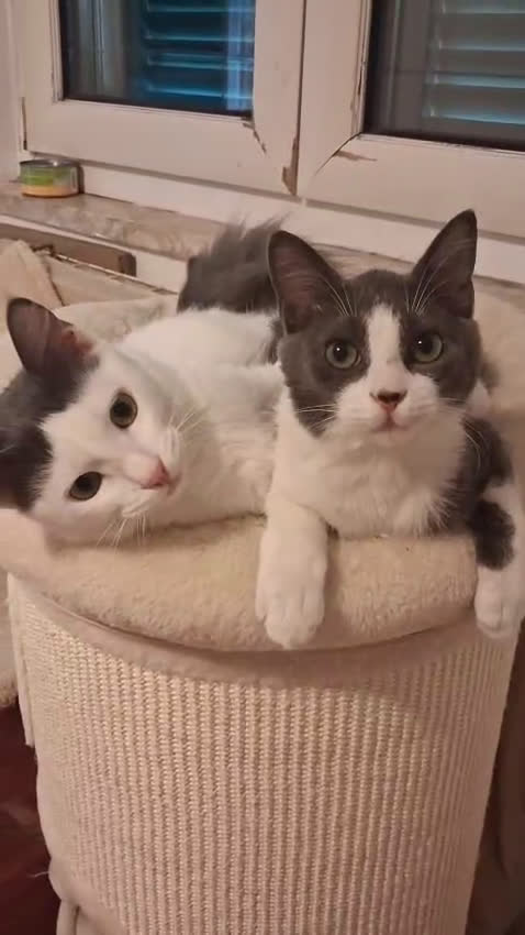 Europeo gatti in regalo: Pandino e Frangetta - Video 2