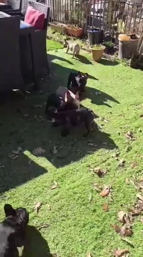 Bulldog Francese cani in vendita: Cuccioli di Bouledogue / Bulldog Francese - Video 1