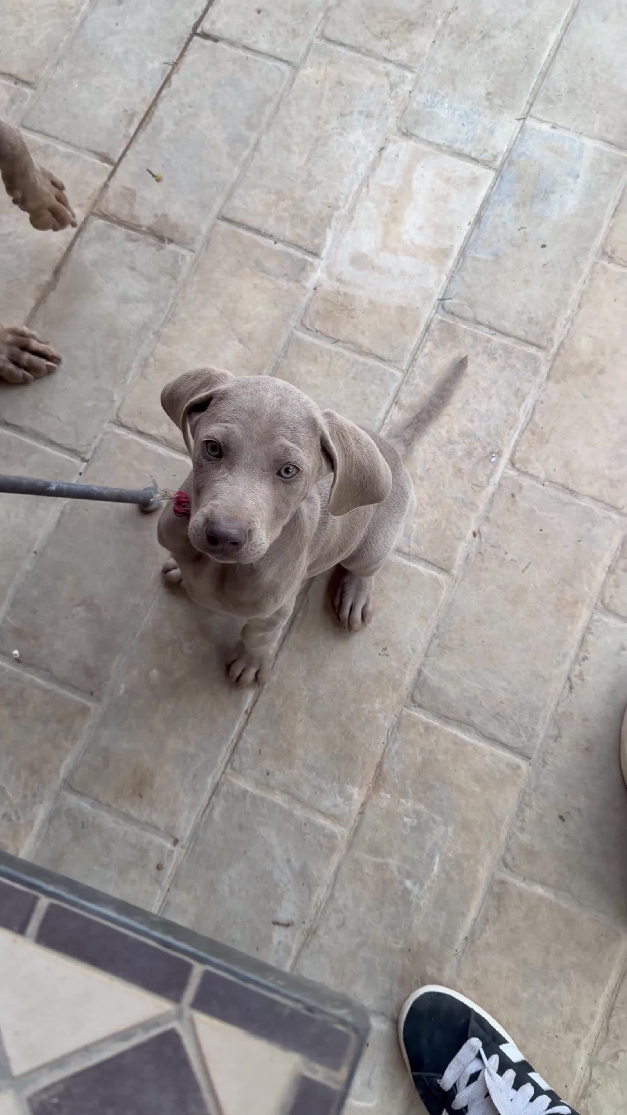 Weimaraner cani in vendita: Vendita cuccioli  Weimaraner  - Video 3