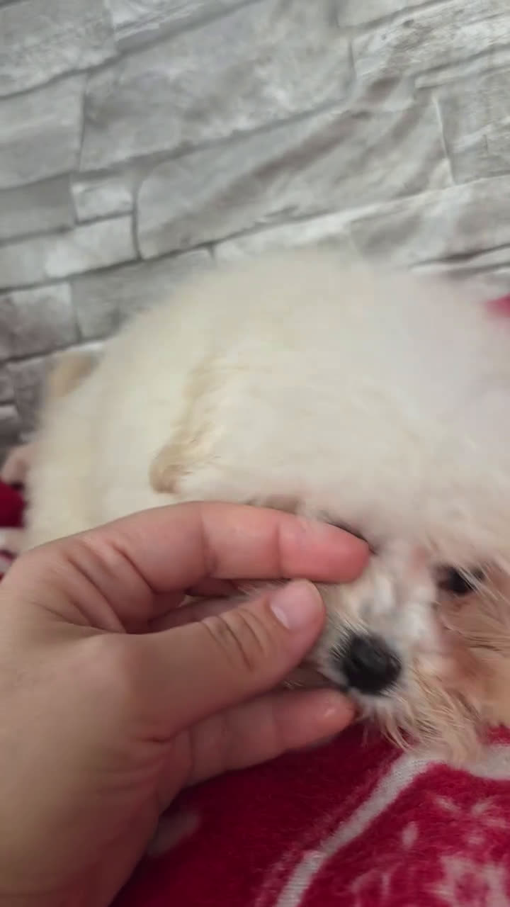 Meticcio cani in vendita: Maltipoo toy - Video 1