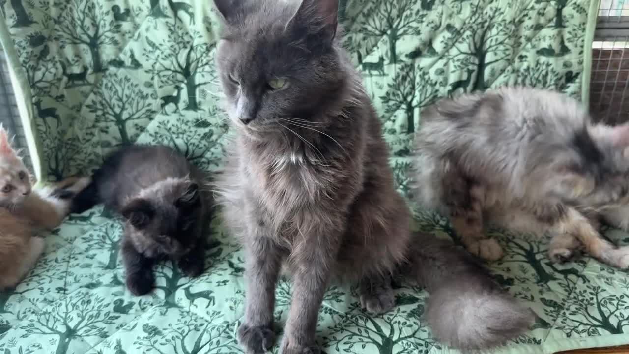 Maine Coon gatti in vendita: Cuccioli di maine coon manto black smoke - Video 1