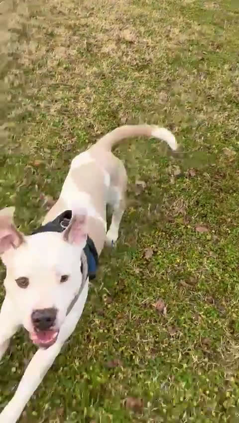 Meticcio cani in regalo: MAMBO BELLISSIMO PIT - Video 1