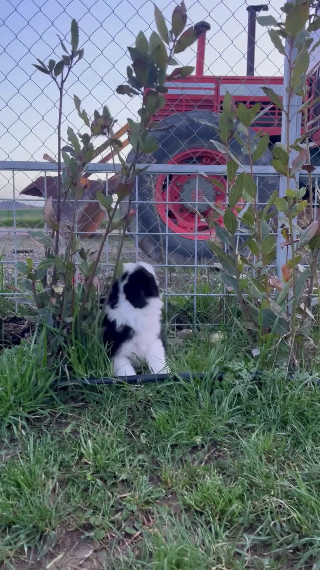 Border Collie cani in vendita: Ultime 2 Cuccioline border collie  - Video 1