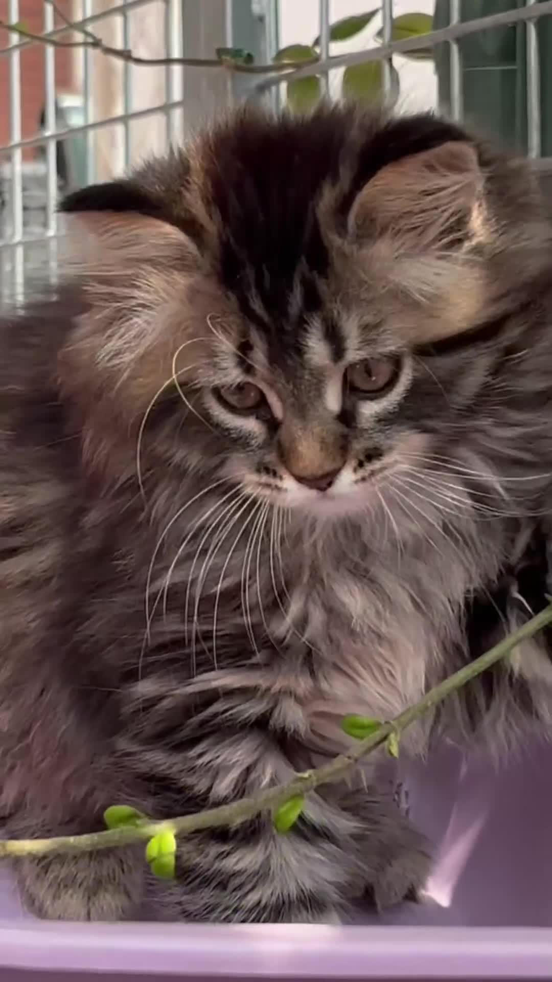 Siberiano gatti in vendita: SIBERIANO GATTINO IPOALLERGENICO  - Video 1