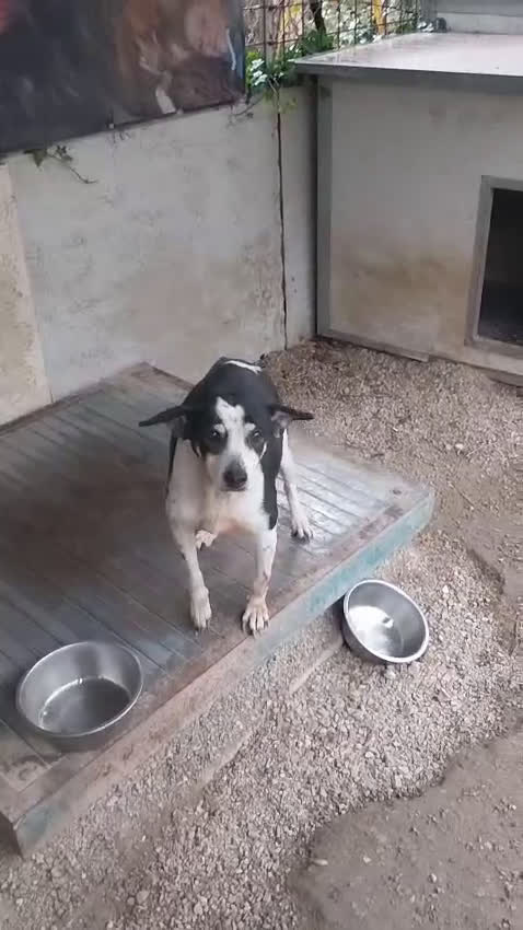 Meticcio cani in regalo: Nonna Luisa: adozione del cuore  - Video 1