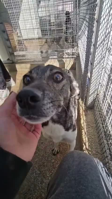 Meticcio cani in regalo: Mamma Cozza: dolce e socievole. Taglia contenuta  - Video 2