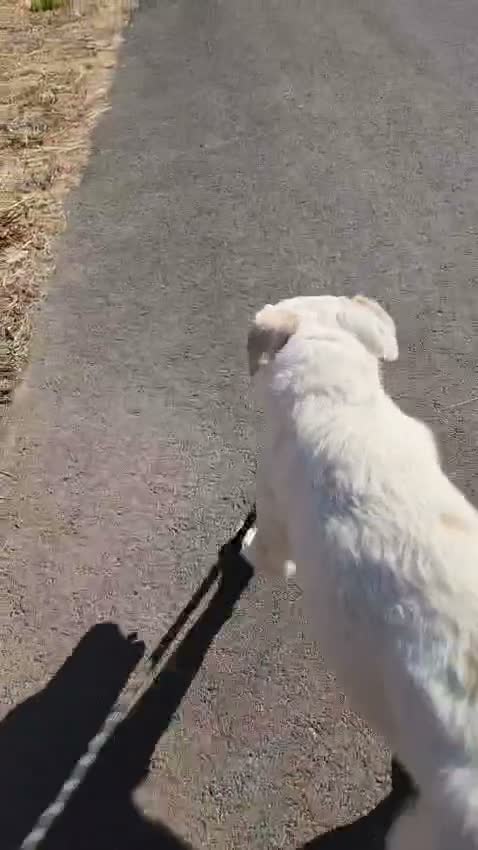 Meticcio cani in regalo: Liam 4anni ok gatti DAL RIFUGIO AL GARAGE!CALABRIA - Video 1
