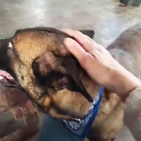 Meticcio cani in regalo: Akila, Malinois dolce e giocherellona - Video 3