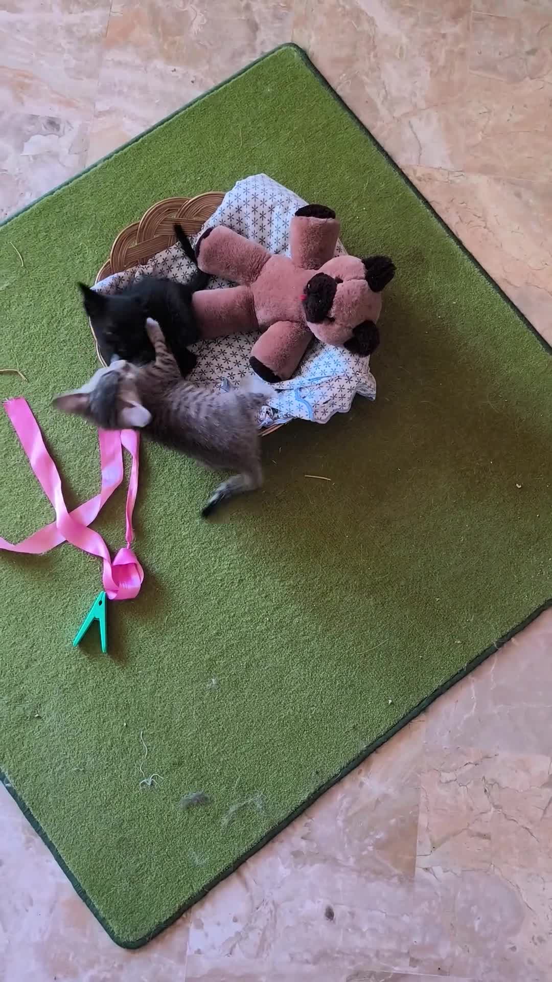 Meticcio gatti in regalo: Ecco a voi Lupin e Jigen!! - Video 1