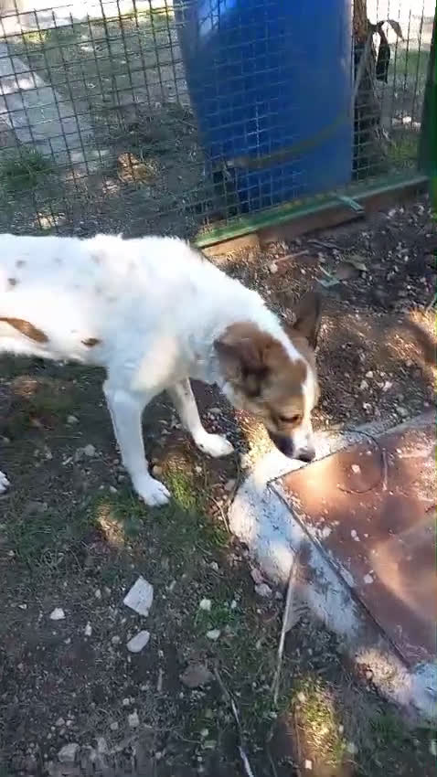 Meticcio cani in regalo: Bianca, simil pastorina!  - Video 1