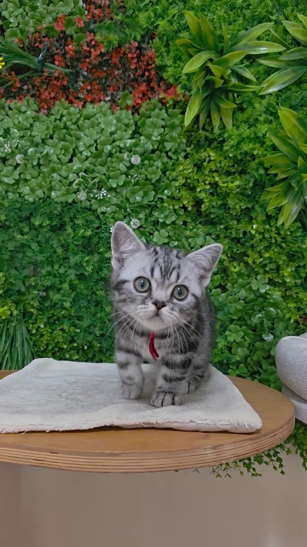 British gatti in vendita: British Shorthair con pedigree  - Video 2