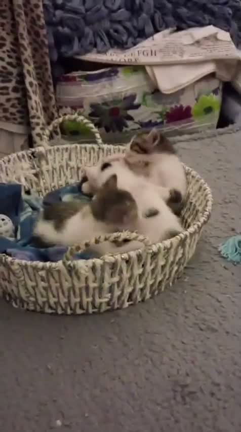 Meticcio gatti in regalo: Tre simpatiche canaglie ❤️ - Video 1