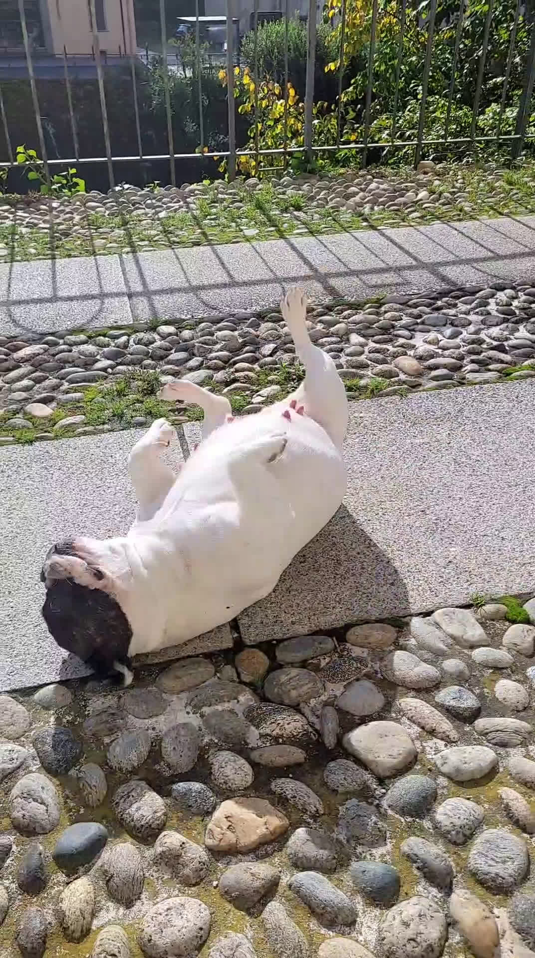 Bulldog Francese cani in vendita: cucciolo bulldog francese - Video 2