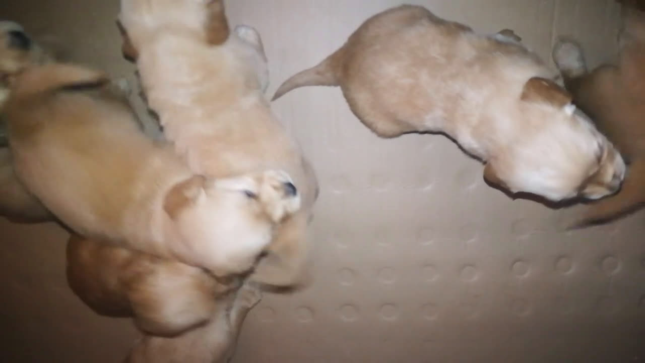 Golden Retriever cani in vendita: Cuccioli maschi di Golden Retriever con pedigree  - Video 1
