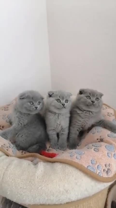 Scottish gatti in vendita: Scottish fold e straight con pedigree - Video 2