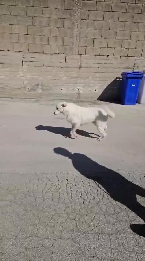 Meticcio cani in regalo: Consuelo: dolce, equilibrata, socievole  - Video 1