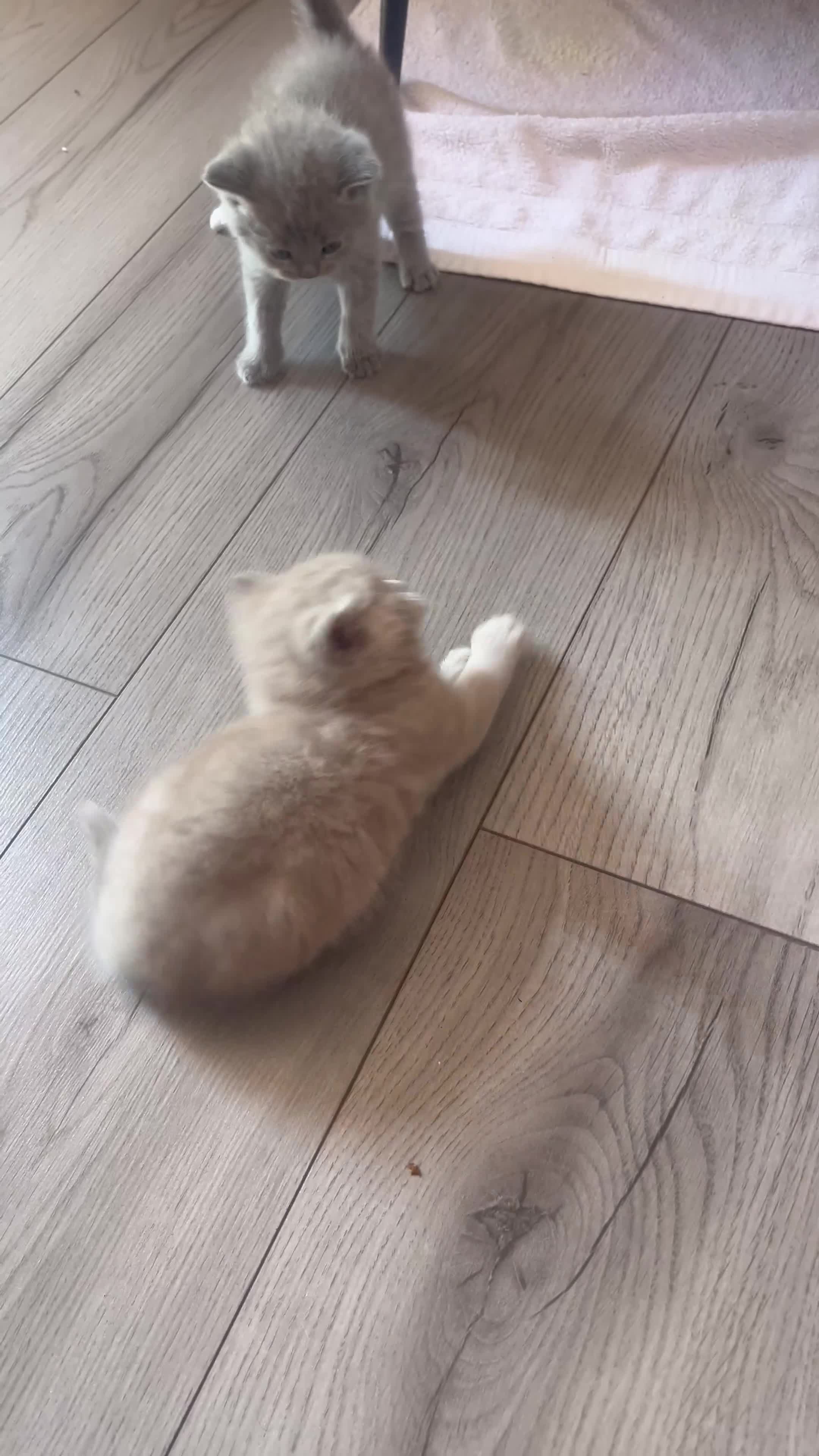 Scottish gatti in vendita: Gattini schottish  - Video 1