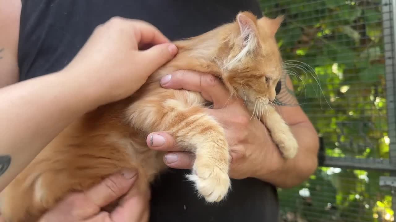 Maine Coon gatti in vendita: Bellissimo cucciolo di Maine coon, manto rosso - Video 1