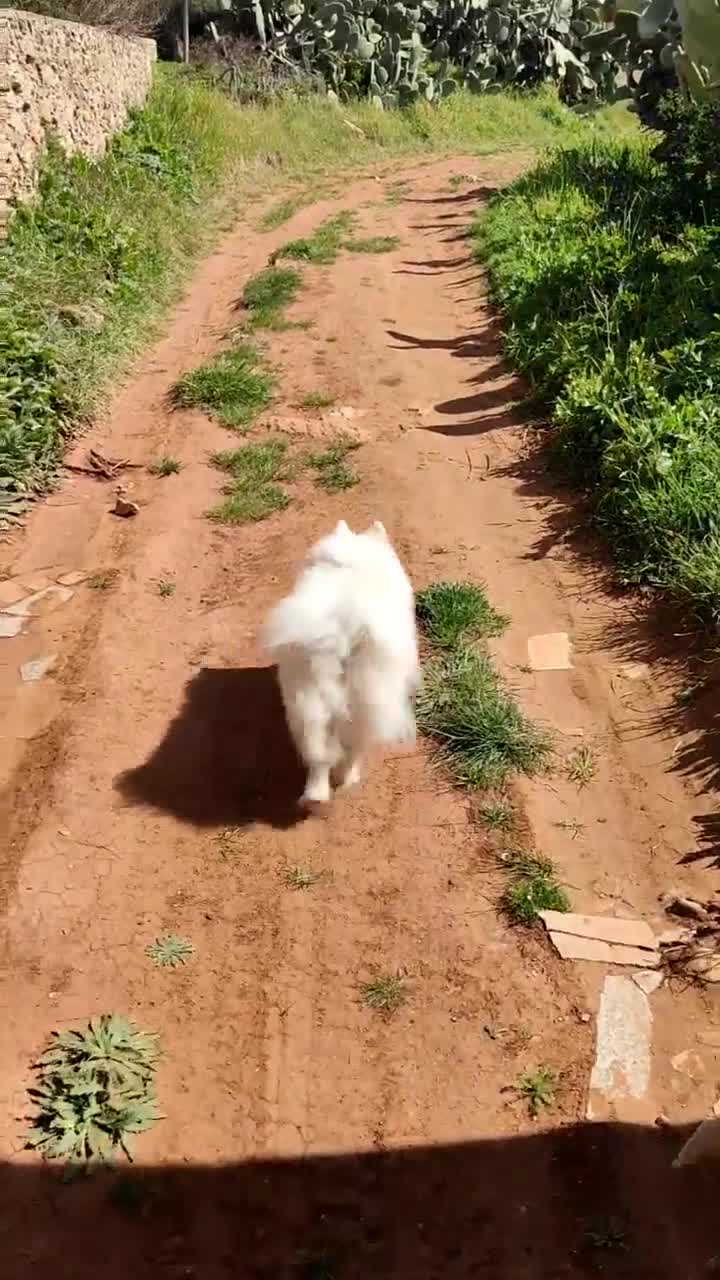 Volpino Italiano cani in regalo: Adozione urgente per cagnolini piccola taglia - Video 2