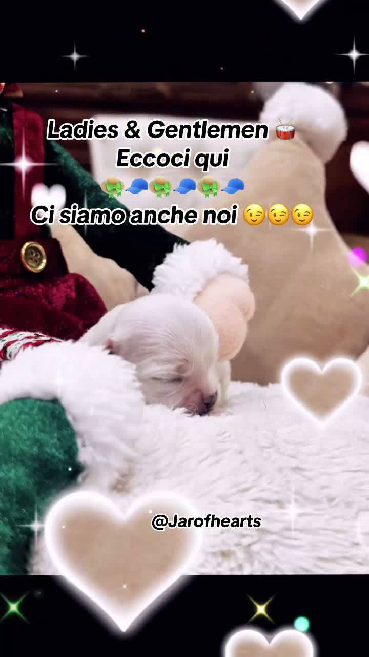 Chihuahua cani in vendita: Cuccioli Chihuahua pelo lungo - Video 1