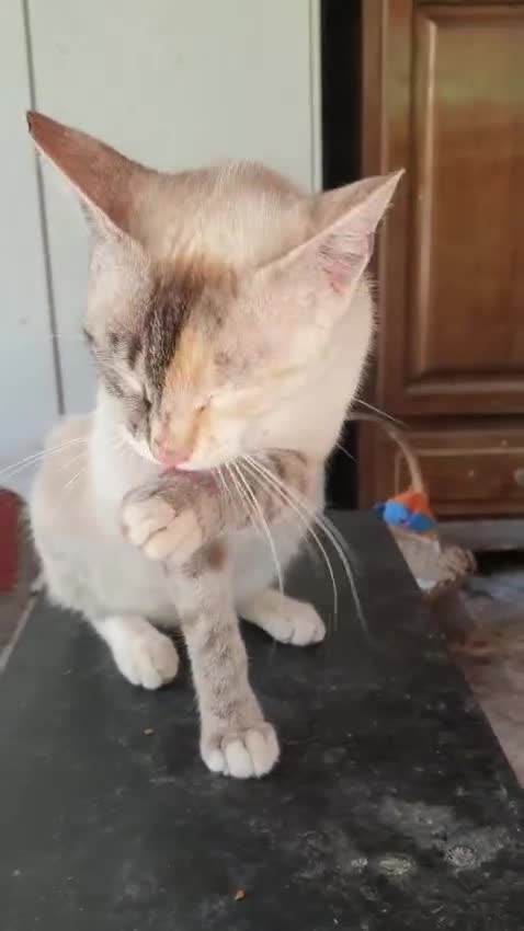 Altre razze gatti in regalo: MICHELLE PRINCIPESSA DAGLI OCCHI AZZURRI - Video 1