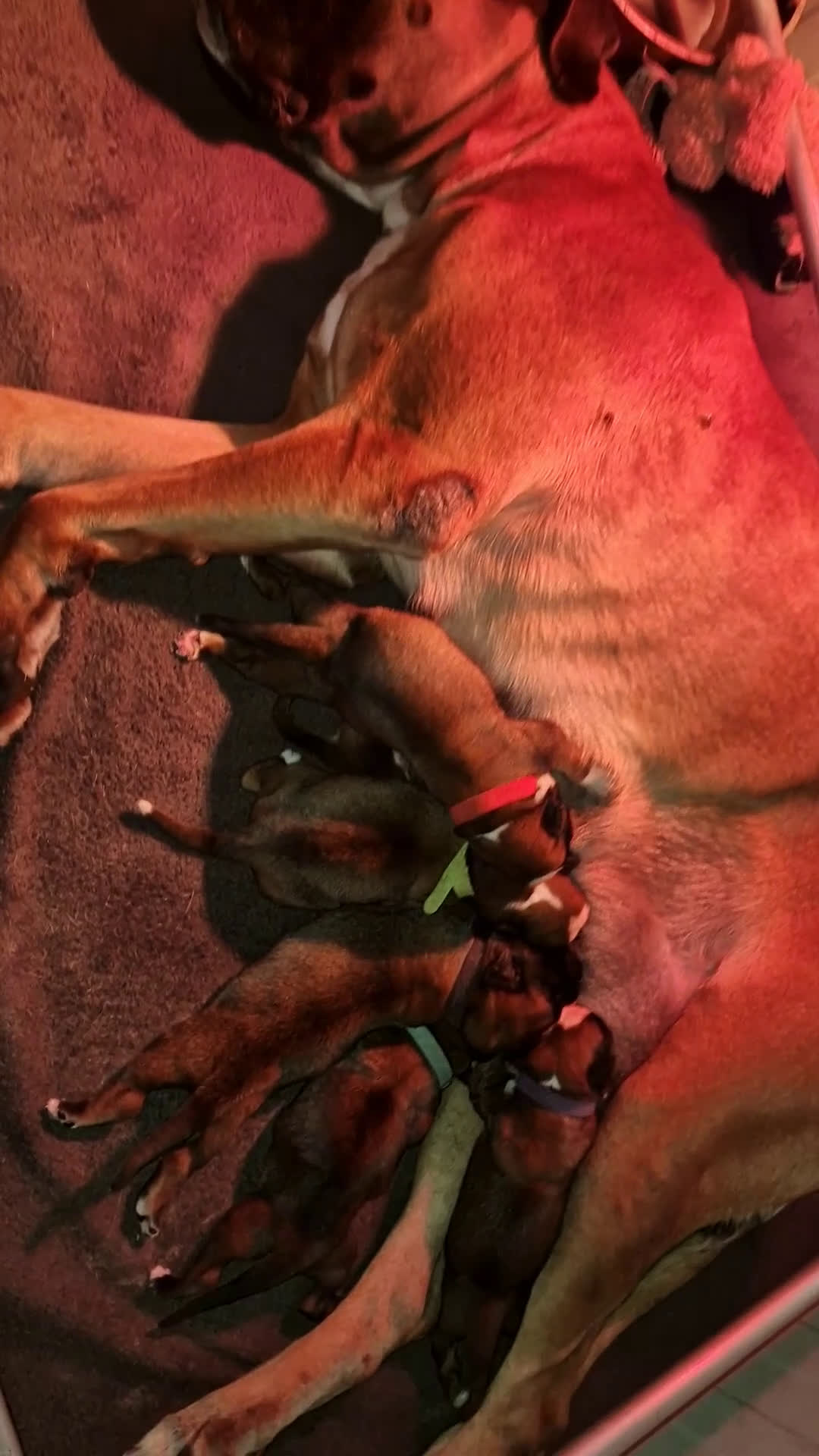 Boxer cani in vendita: Cuccioli Boxer del Principe di Tavi - Video 1