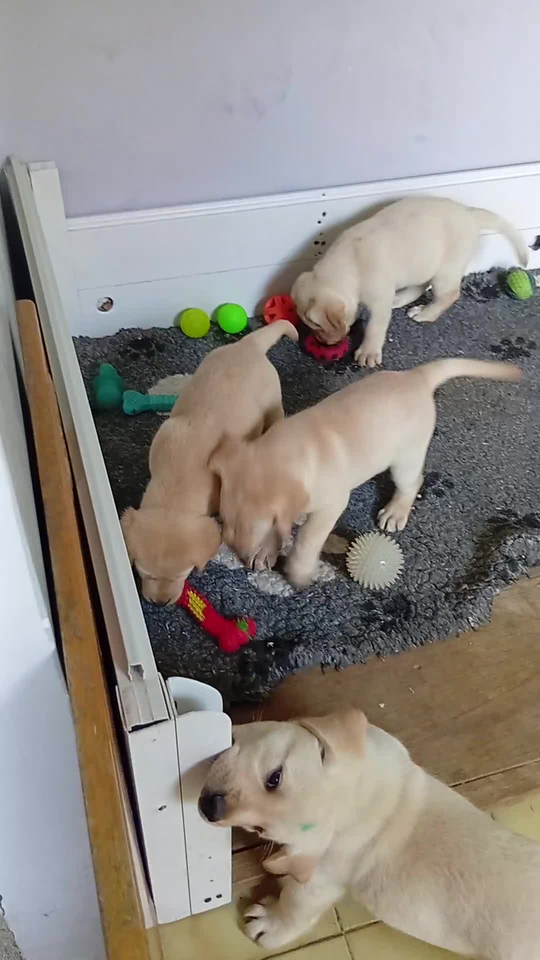 Labrador cani in vendita: Cuccioli di Labrador Retriever - Video 1