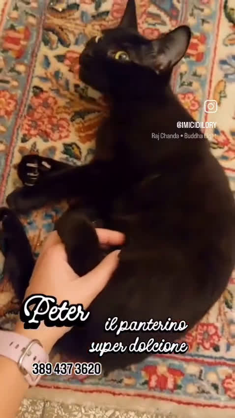 Europeo gatti in regalo: PETER IL PANTERINO DOLCISSIMO - Video 1