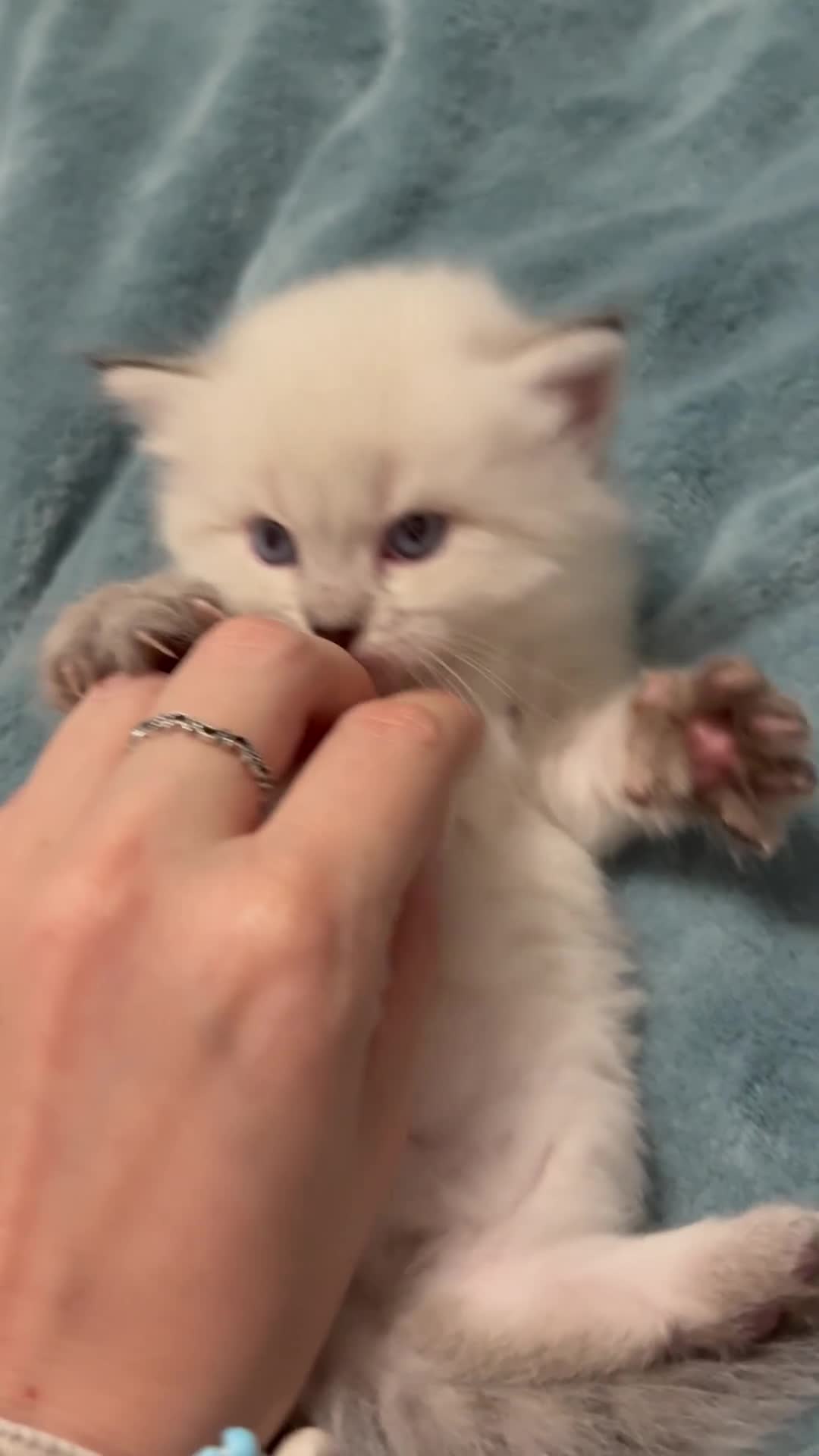Siberiano gatti in vendita: Cuccioli di Siberiano ipoallergenico - Video 2