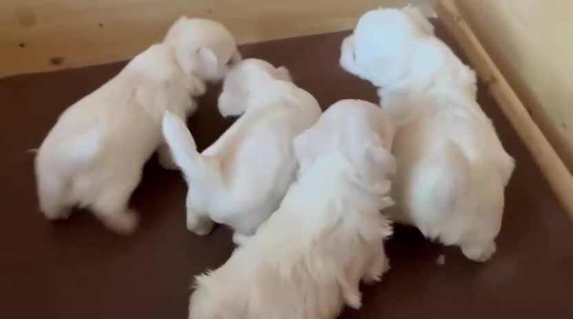 Maltese cani in vendita: Cuccioli disponibili  - Video 1