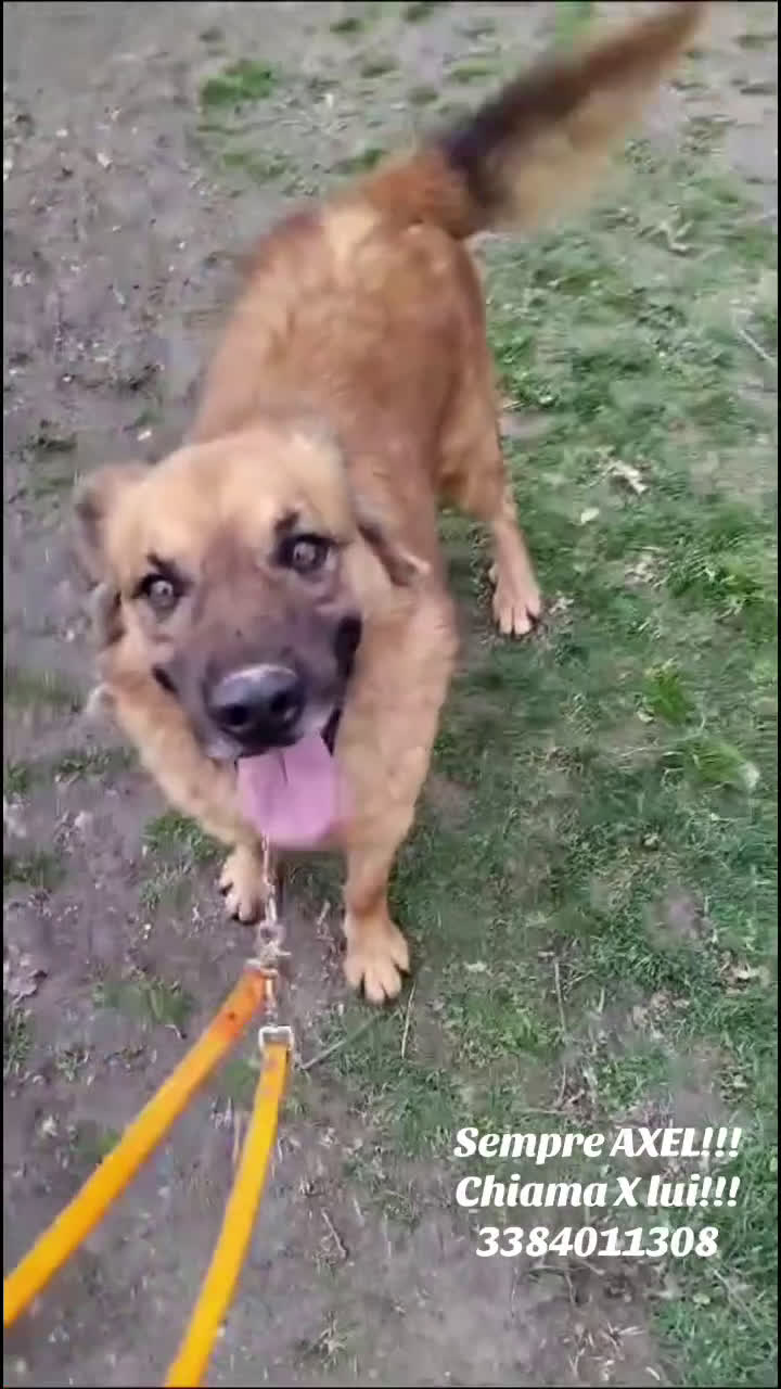 Meticcio cani in regalo: Axel cerca una famiglia  - Video 2