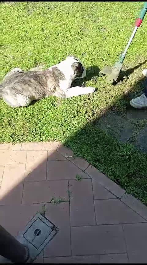 Pastore Asia Centrale cani in vendita: Pastore Asia Centrale  - Video 5