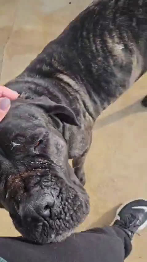 Cane Corso cani in regalo: Lucia: cane corso maltrattata dolcissima  - Video 1