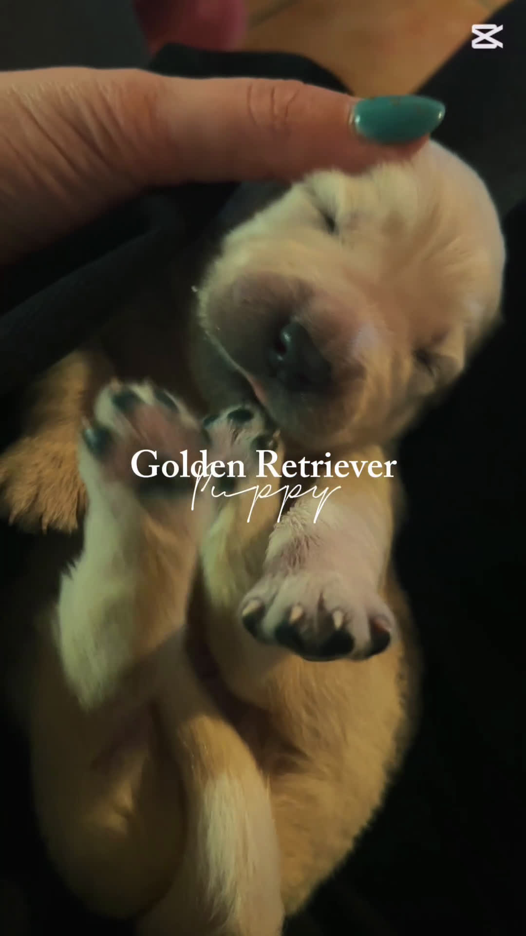 Golden Retriever cani in vendita: Cuccioli Golden Retriever Inglesi - Video 1