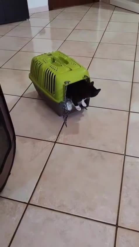 Meticcio gatti in regalo: 3 mesi, nata in casa, mamma FIV FELV negativa  - Video 2