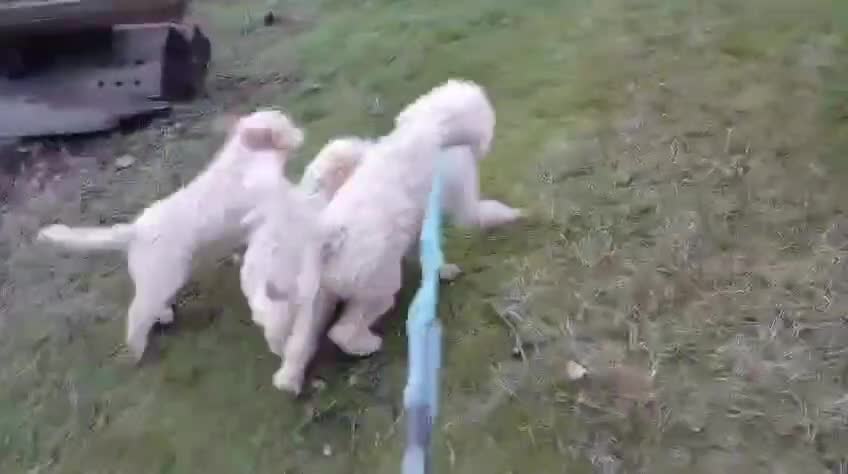 Lagotto cani in vendita: Lagotti romagnoli puri bianco arancio a Provincia di Modena - Video 1